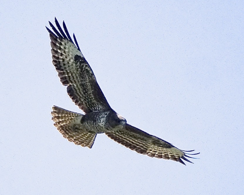 buzzard